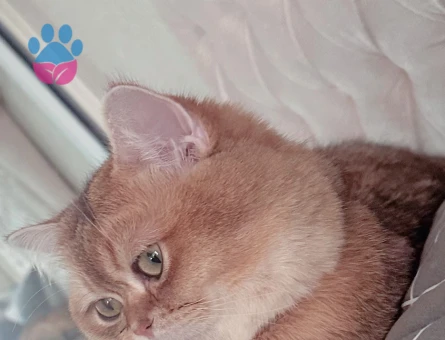 Golden British Shorthair Safkan Kedim Eş Arıyor