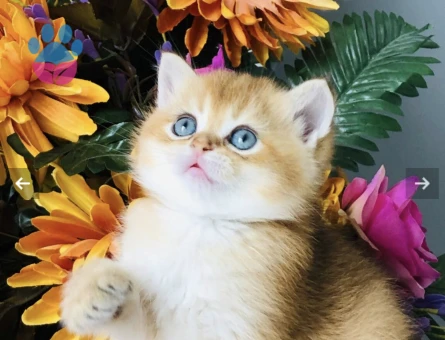 Golden British Shorthair Safkan Kedim Eş Arıyor