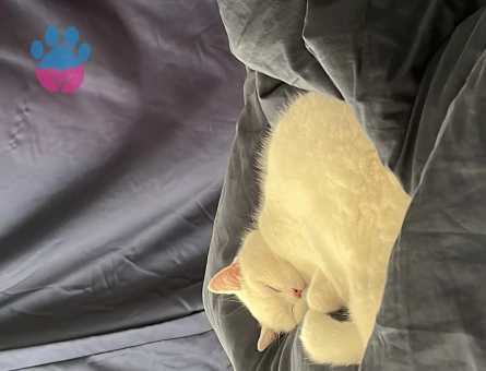 British Shorthair Kızım Eş Arıyor 1 Yaşında