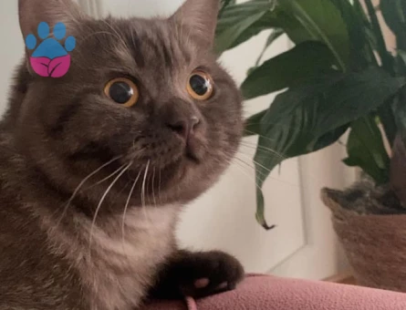 British Shorthair Kedim Acil Eş Arıyor