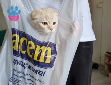 1 Yaşında Scottish Fold Kedim Eş Arıyor