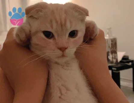 1 Yaşında Scottish Fold Kedim Eş Arıyor