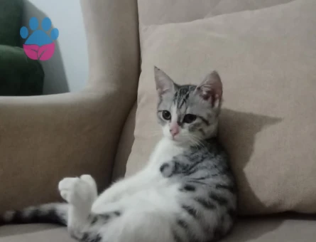 British Shorthair Leoparıma damat arıyoruz