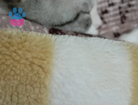 British Shorthair Leoparıma damat arıyoruz