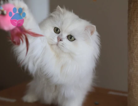 Safkan British Longhair Şecereli  Erkek