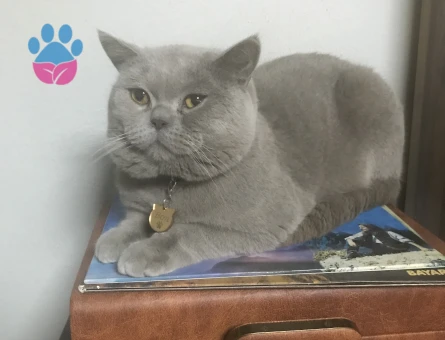 Oğluma eş arıyorum