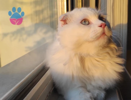 Scottis longhair Erkek 8aylık