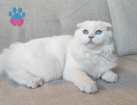 Scottis longhair Erkek 8aylık