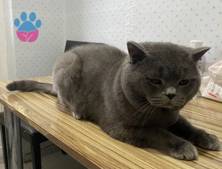 Erkek kedimize eş arıyoruz