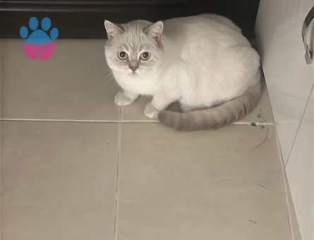 İki oğlumuza dişi kedi arıyoruz