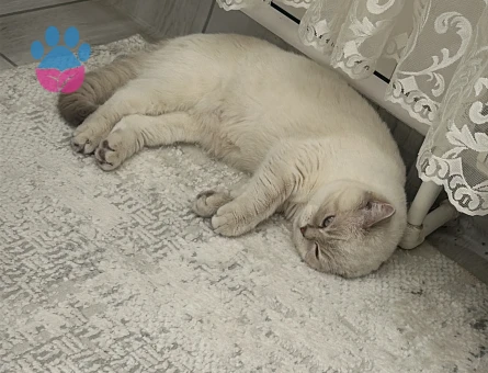 İki oğlumuza dişi kedi arıyoruz