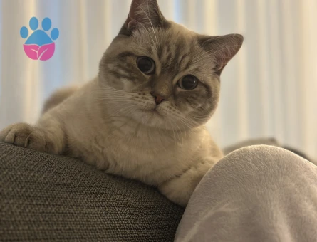 İki oğlumuza dişi kedi arıyoruz