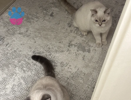 İki oğlumuza dişi kedi arıyoruz