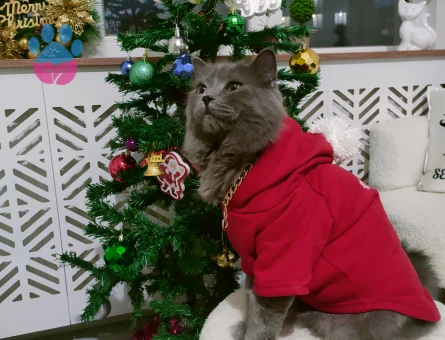 British longhair 1 Yaşında Eş Arıyor