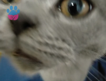 1 yaşındaki British shorthair oğluma eş arıyorumm