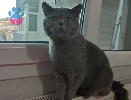 1 yaşındaki British shorthair oğluma eş arıyorumm