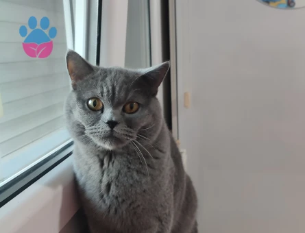 1 yaşındaki British shorthair oğluma eş arıyorumm