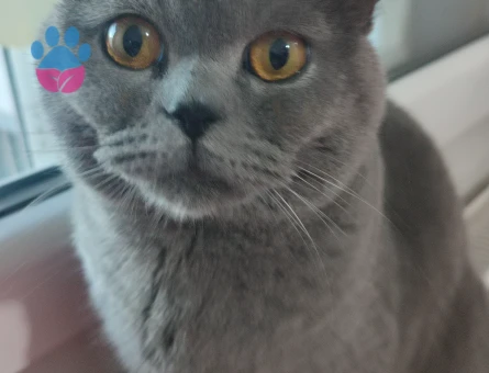 1 yaşındaki British shorthair oğluma eş arıyorumm