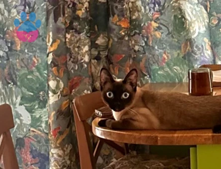 Erkek siyam kedi eş arıyoruz