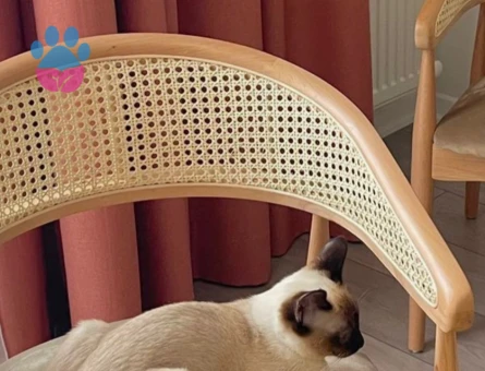 Erkek siyam kedi eş arıyoruz