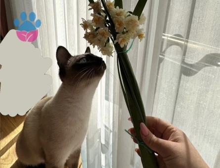 Erkek siyam kedi eş arıyoruz