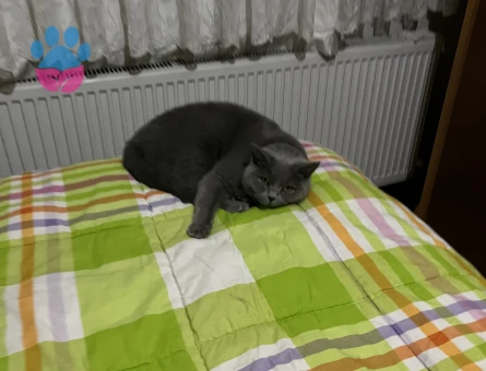 British Shorthair Kedime Damat aranıyor