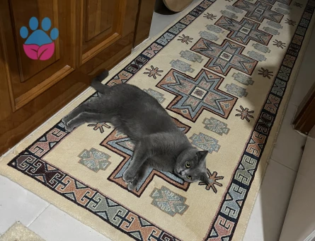 British Shorthair Kedime Damat aranıyor