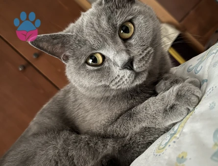 British Shorthair Kedime Damat aranıyor