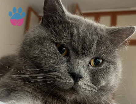 British shorthair oğluma eş arıyoruz