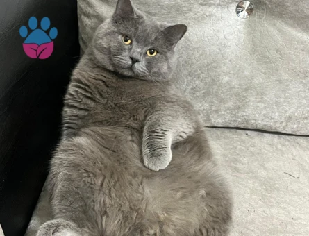 British shorthair oğluma eş arıyoruz
