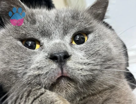 British shorthair oğluma eş arıyoruz
