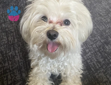 Maltese Terrier Köpük Eş Arıyor