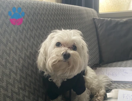 Maltese Terrier Köpük Eş Arıyor