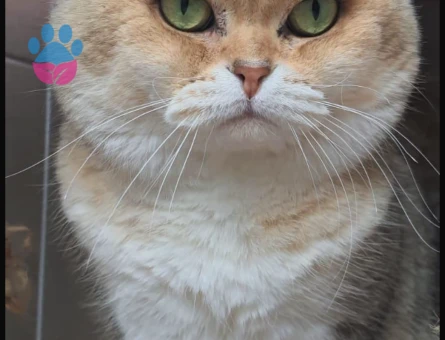 SCR’li SCOTTİSH NY25 OĞLUMUZA UYGUN EŞ ADAYLARINI BEKLİYORUZ