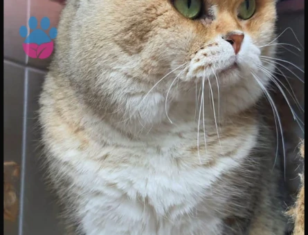 SCR’li SCOTTİSH NY25 OĞLUMUZA UYGUN EŞ ADAYLARINI BEKLİYORUZ