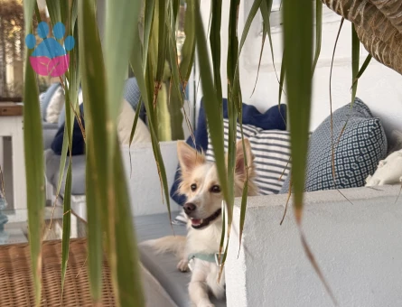 Japon Spitz Fino Mix Dişi 7 kg