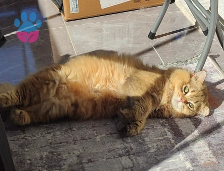 British long golden ny 11 erkek