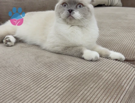 Dişi Kedime Eş Arıyorum