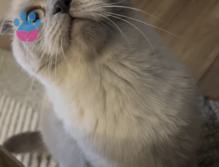 Dişi Kedime Eş Arıyorum