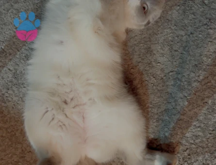 Dişi Kedime Eş Arıyorum