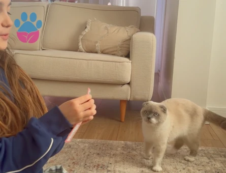 Dişi Kedime Eş Arıyorum