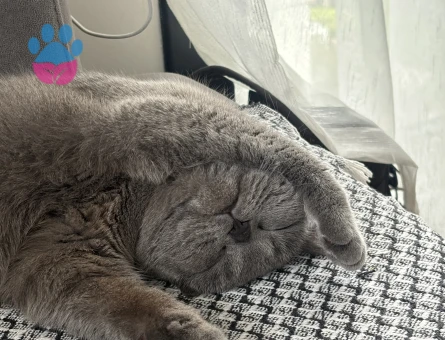 Kızım Yoda İçin Eş Arıyorum