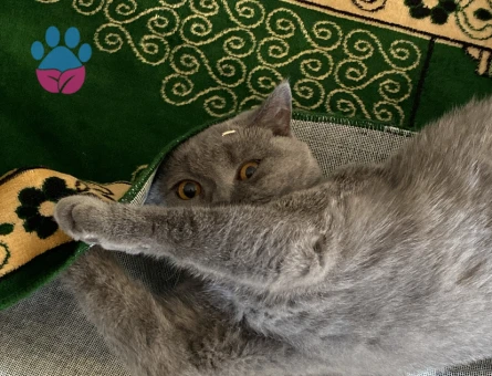 Kızım Yoda İçin Eş Arıyorum