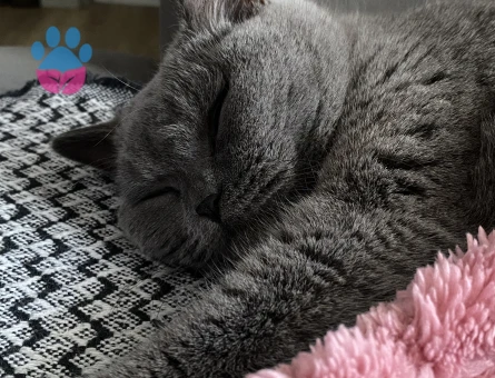 Kızım Yoda İçin Eş Arıyorum