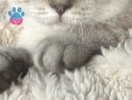 Scottish  1 Yaşında Kedim Eş Arıyor