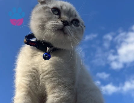 Scottish  1 Yaşında Kedim Eş Arıyor