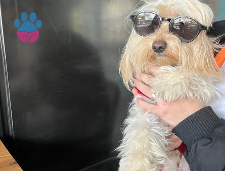 1 yaşında oğluma eş arıyorum.