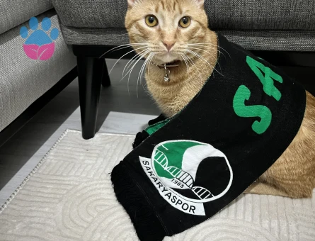 Aşıları tam Sarman kedimize eş arıyoruz