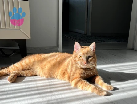 Aşıları tam Sarman kedimize eş arıyoruz