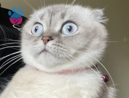 Kedime eş arıyorum